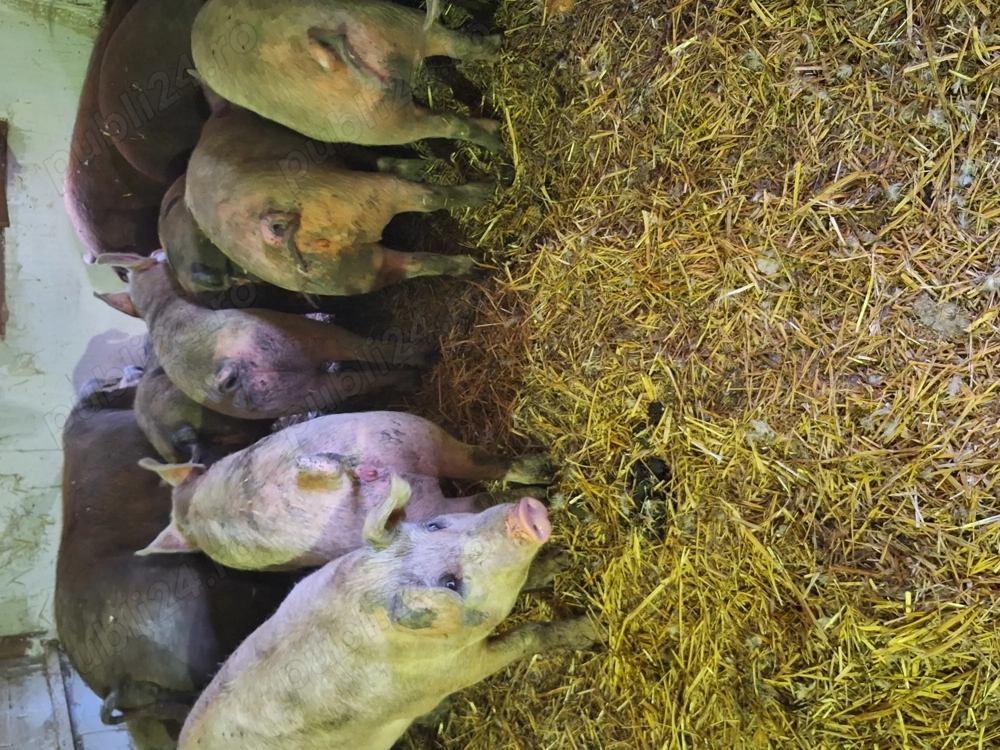 Porci de carne de vânzare 