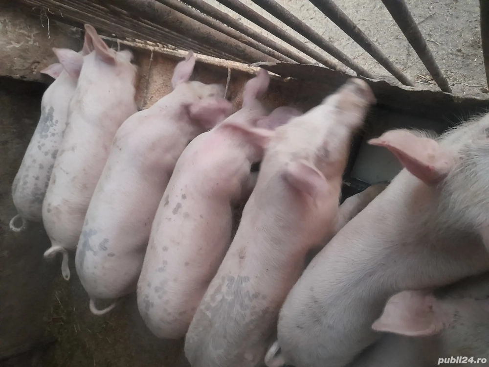 De vanzare Eladó soldani De vanzare Eladó soldani