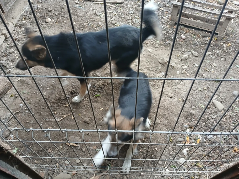 Vand sau schimb  Vand sau schimb