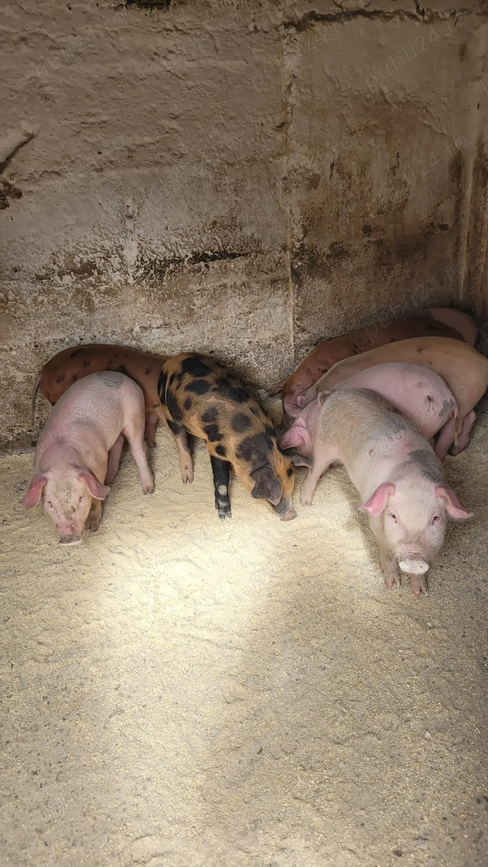 Vând purcelasi de șapte săptămâni. Vând purcelasi de șapte săptămâni.