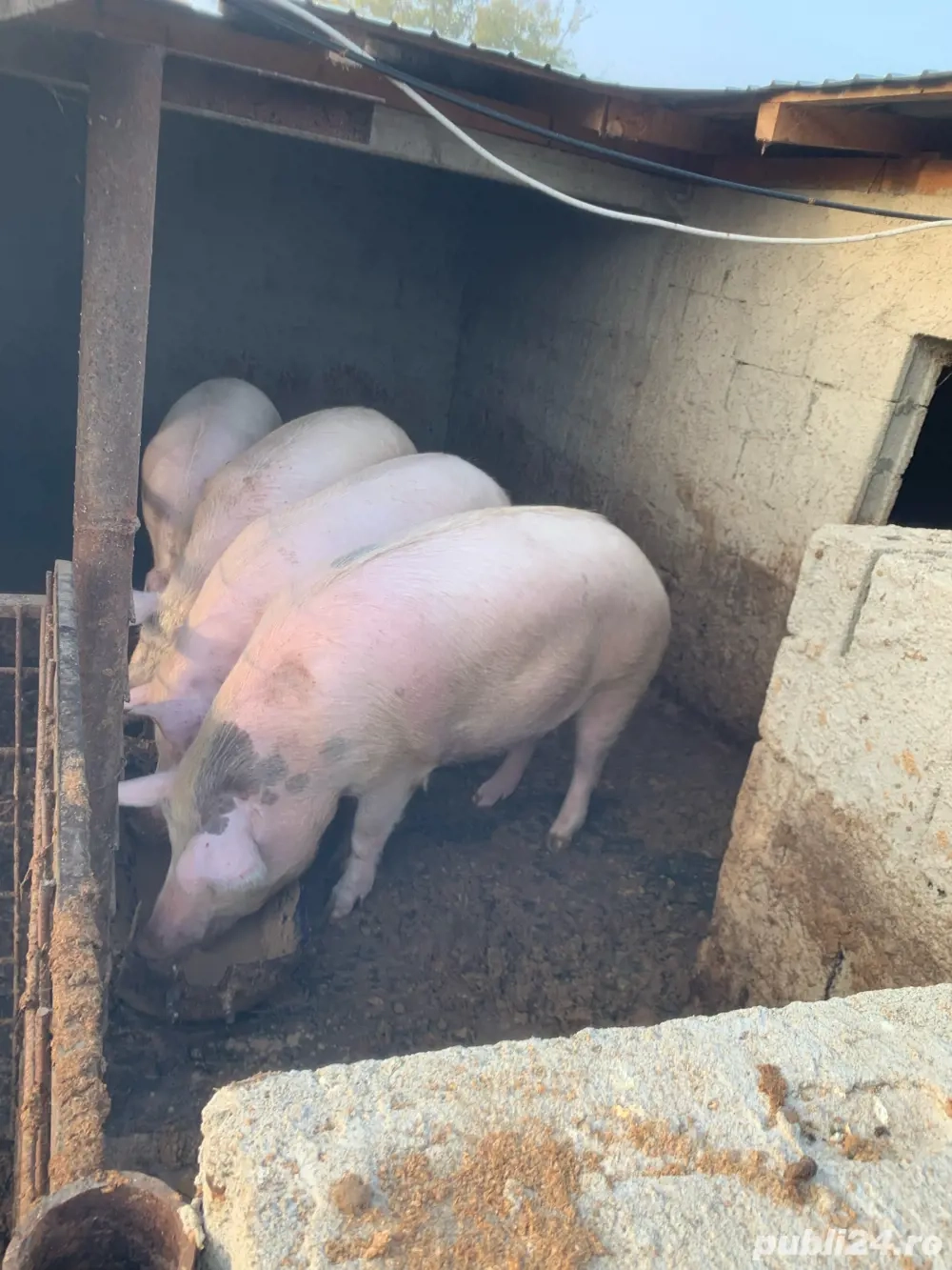 Porci pentru Craciun .Purcei de vanzare, 500 lei bucata.