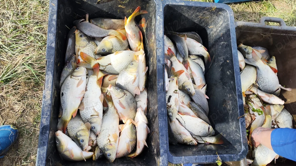 Puiet peste 2 veri, crap, cteno, novac, sanger si caras