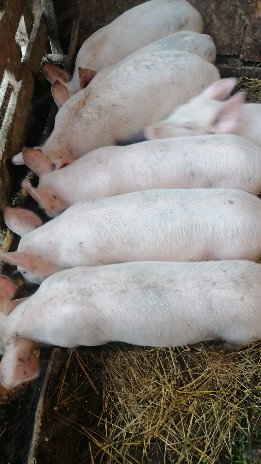 Purcei marele alb 10 săptămâni  Purcei marele alb 10 săptămâni