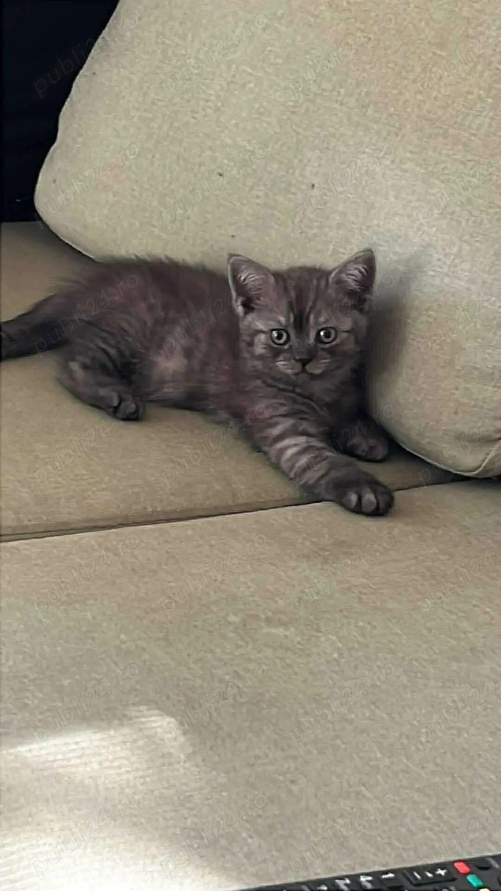 British Shortair Silver British Shortair Silver