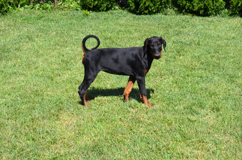 Femela doberman neagra cu pedigree