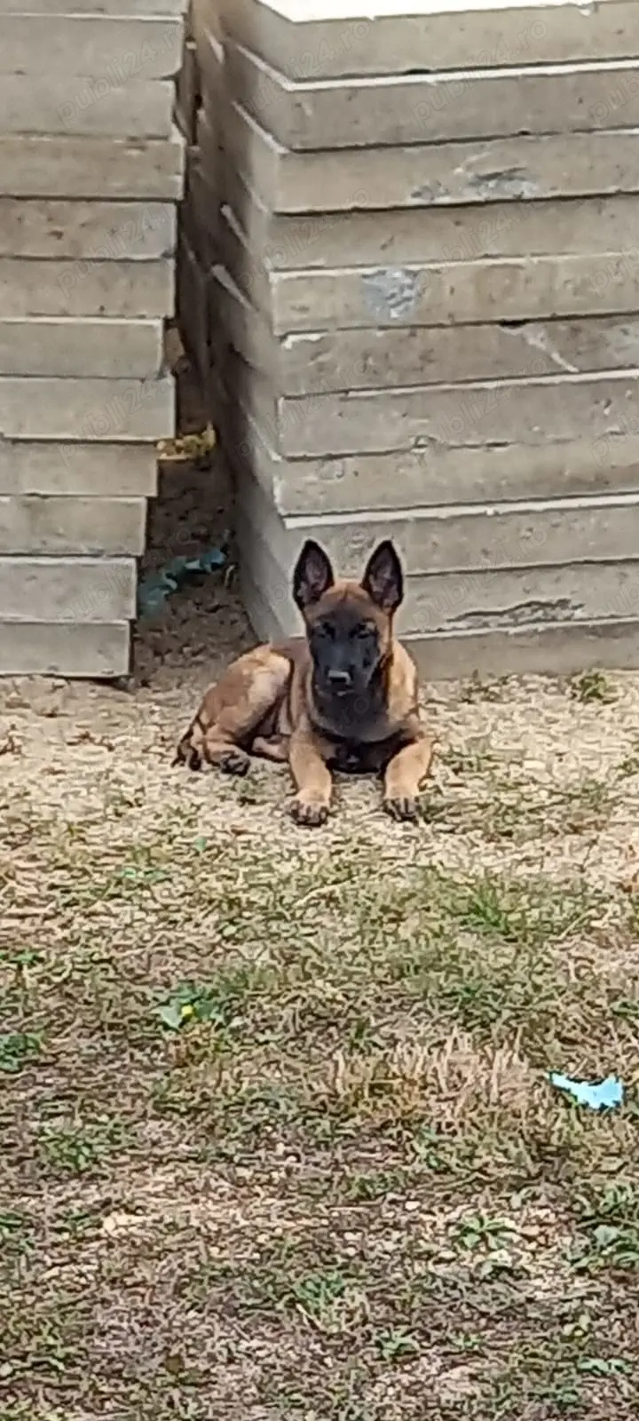 Câini ciobănești malinois