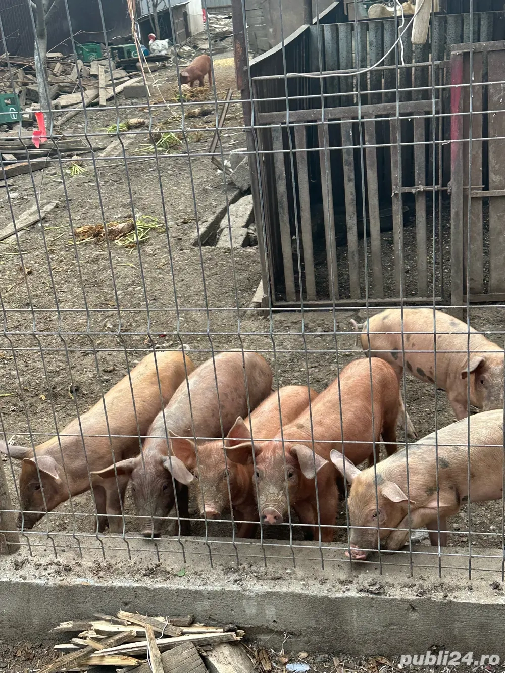 Vand purcei  Vand purcei