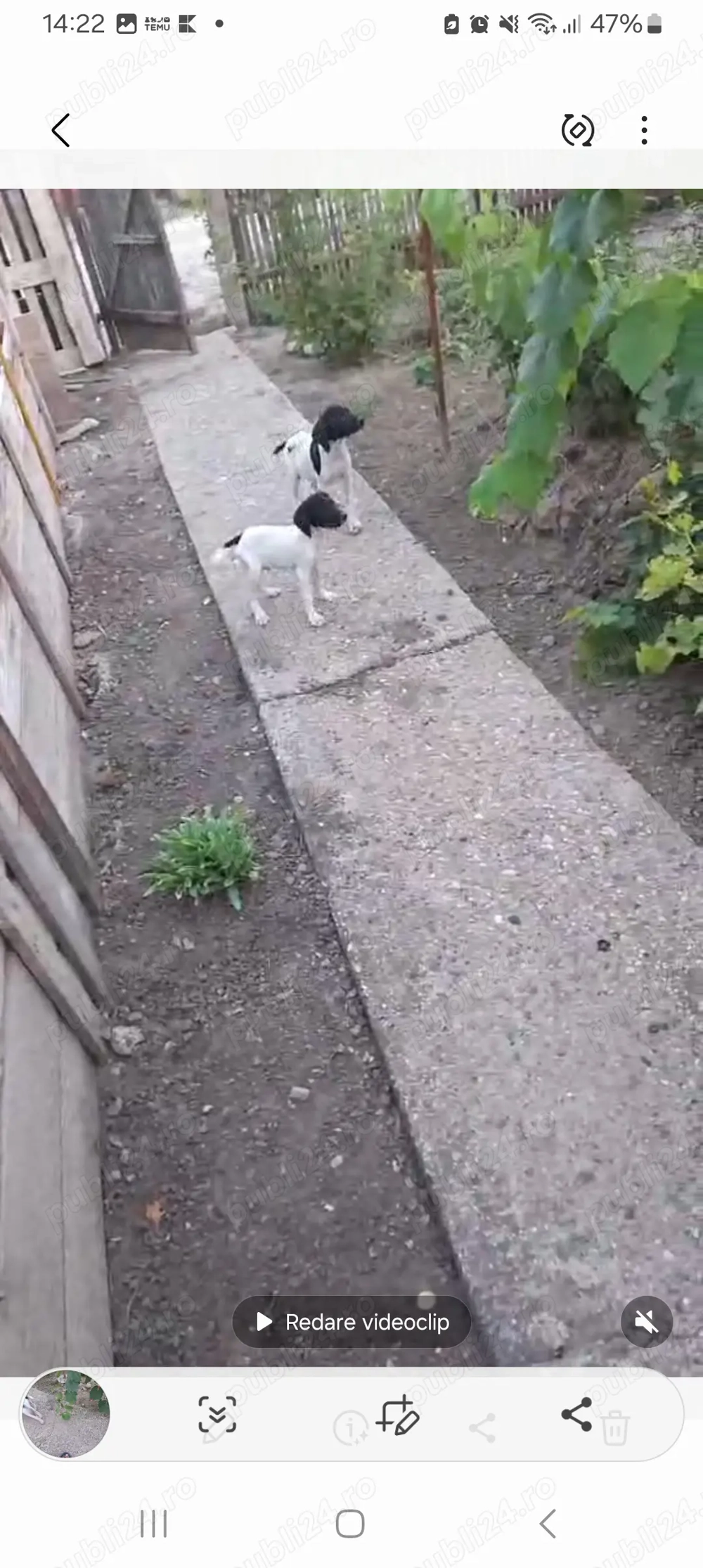 Vand brac german Vand brac german