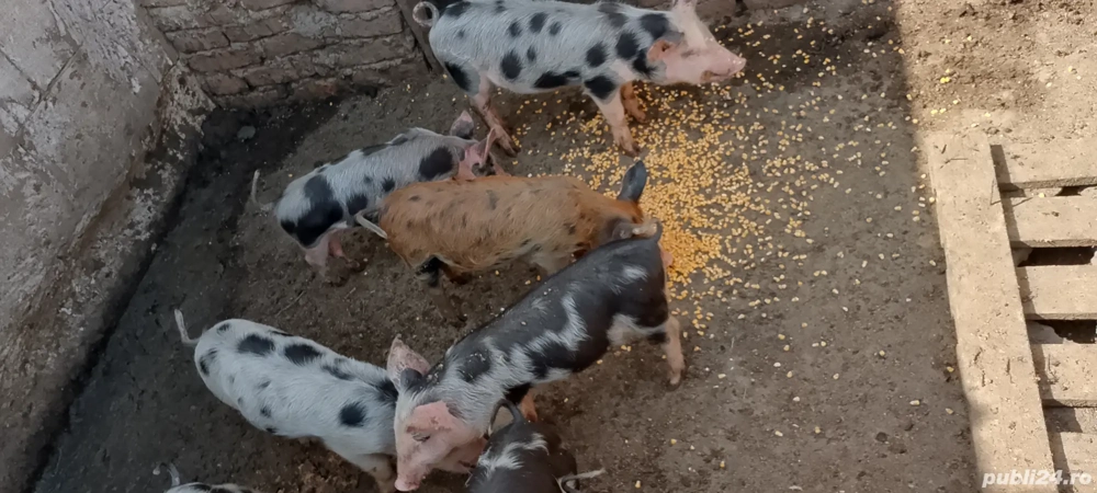 purcei de vânzare purcei de vânzare