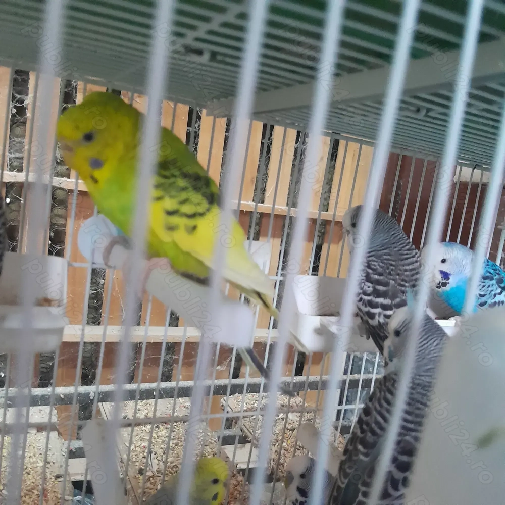 Peruși foarte frumoși și sănătoși!