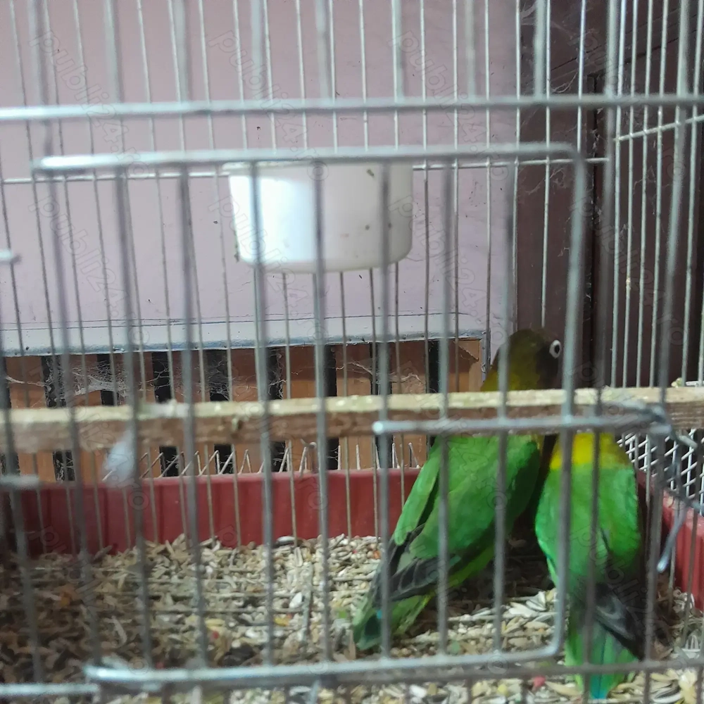 Papagali Agapornis foarte vioi!