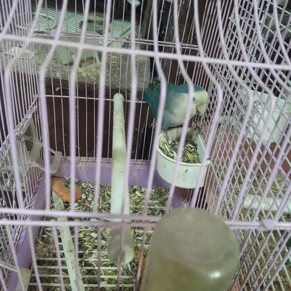 Papagali Agapornis foarte vioi!