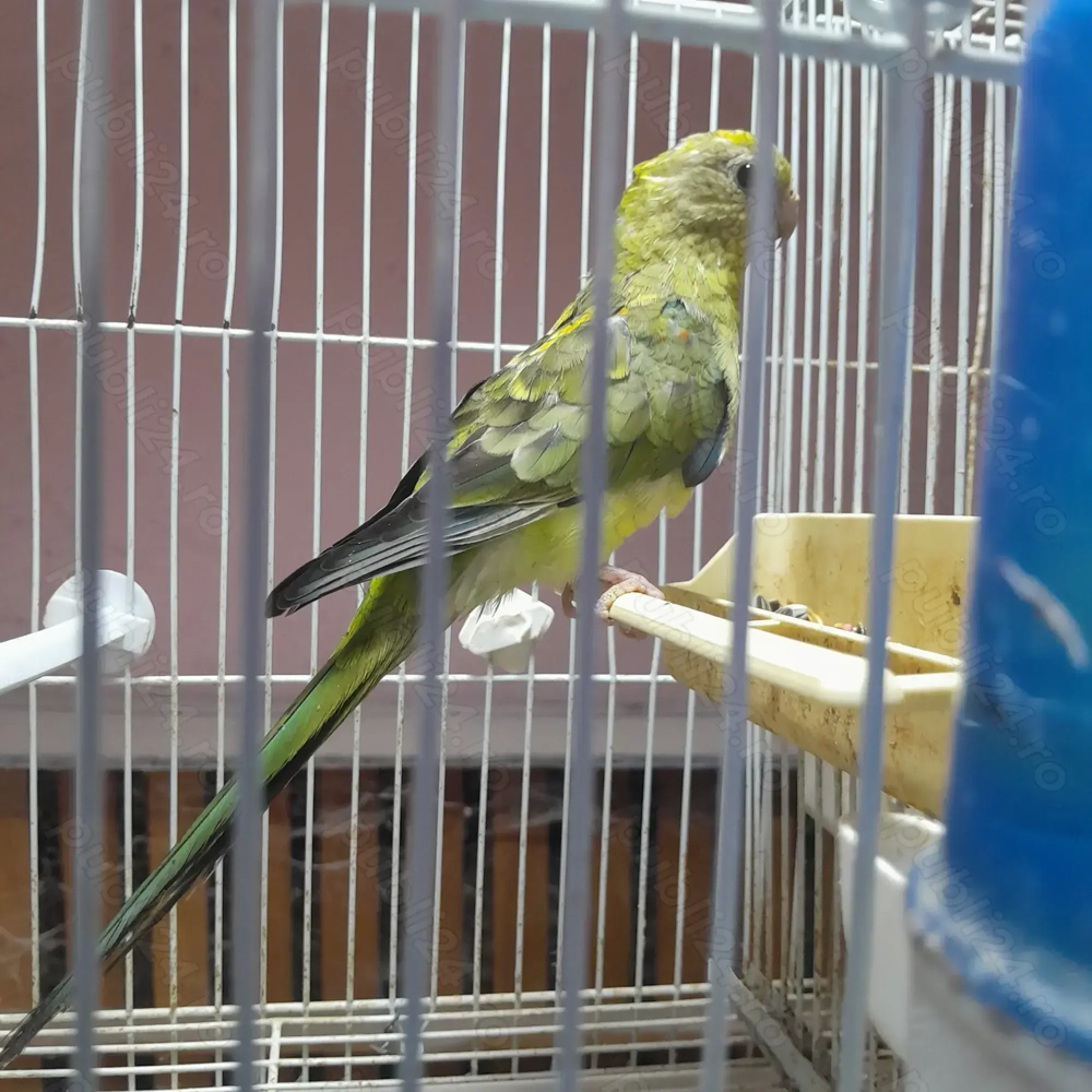 Papagali Cântători minunați!