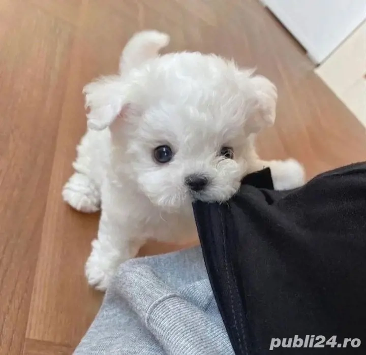 Bichon Maltez Mini Toy. 