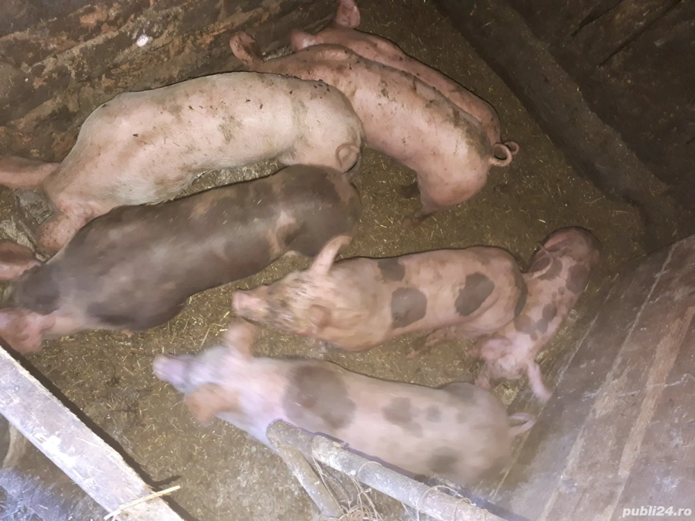 purcei de vanzare purcei de vanzare