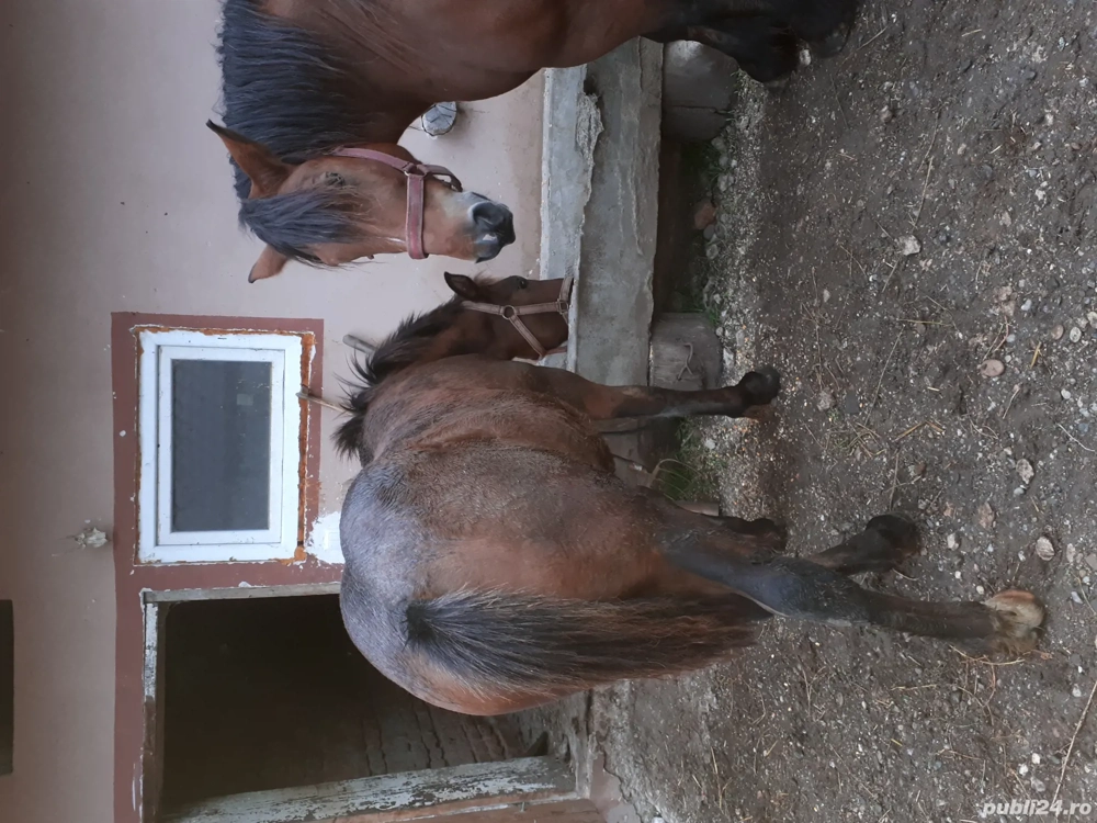 Manz de vanzare Manz de vanzare