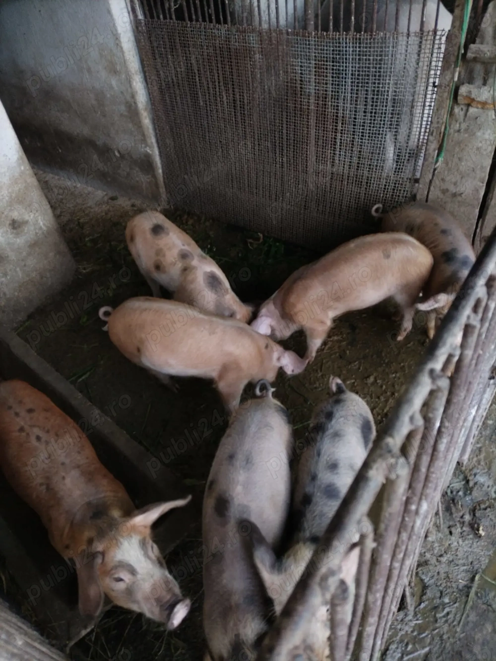 Vând purcei 3 luni și jumătate rasa Duroc și Marele Alb deparazitati și vaccinați