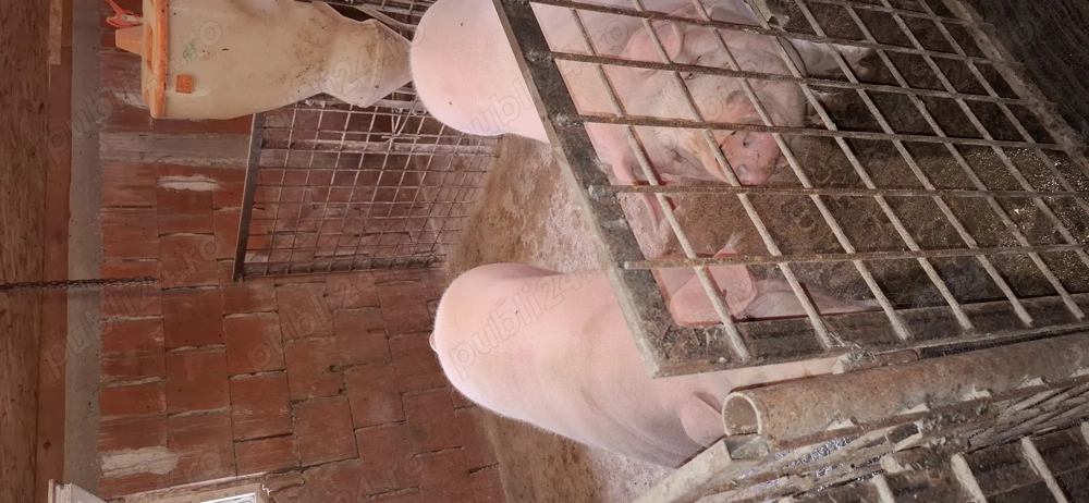 Porci de carne Porci de carne