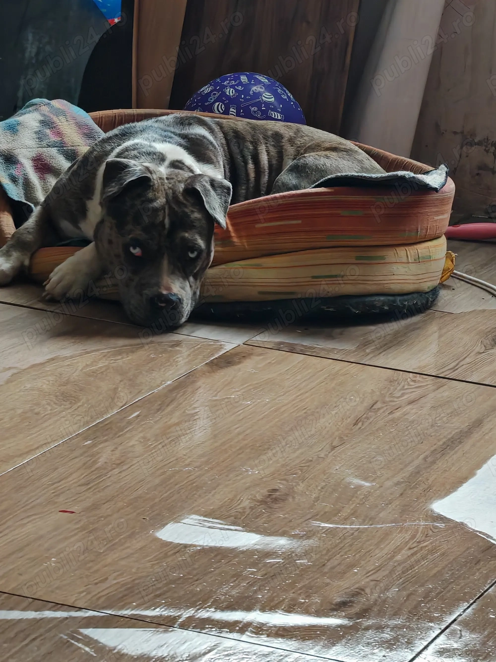 American Bully de vânzare