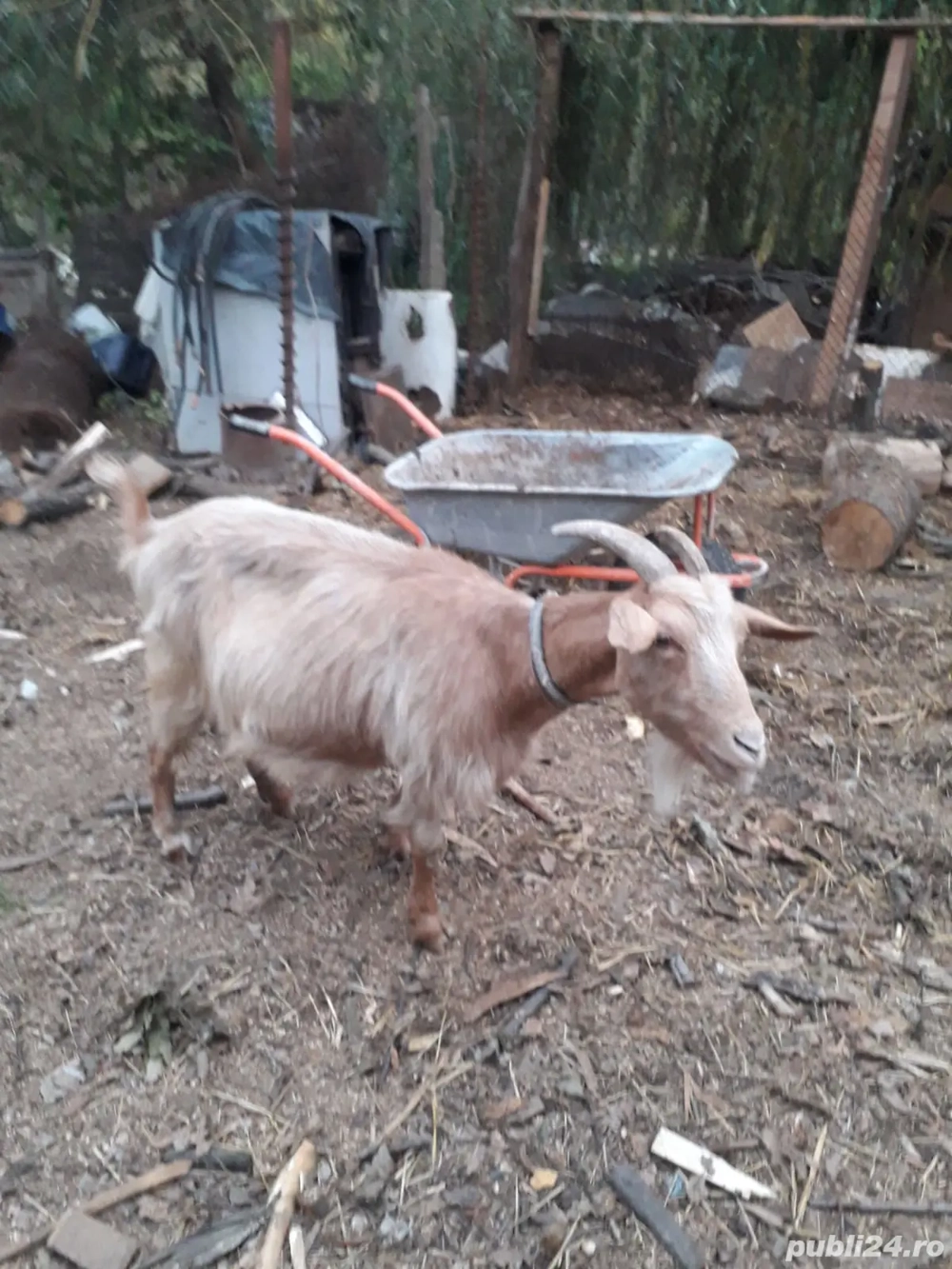 vand capra  vand capra