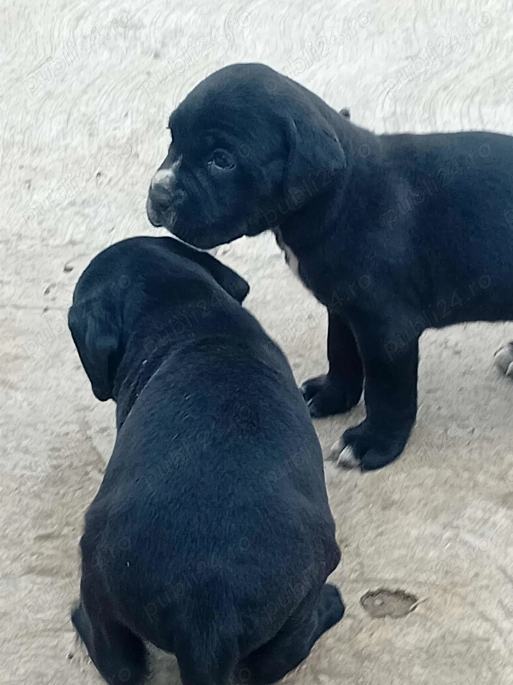 Catei cane corso Catei cane corso