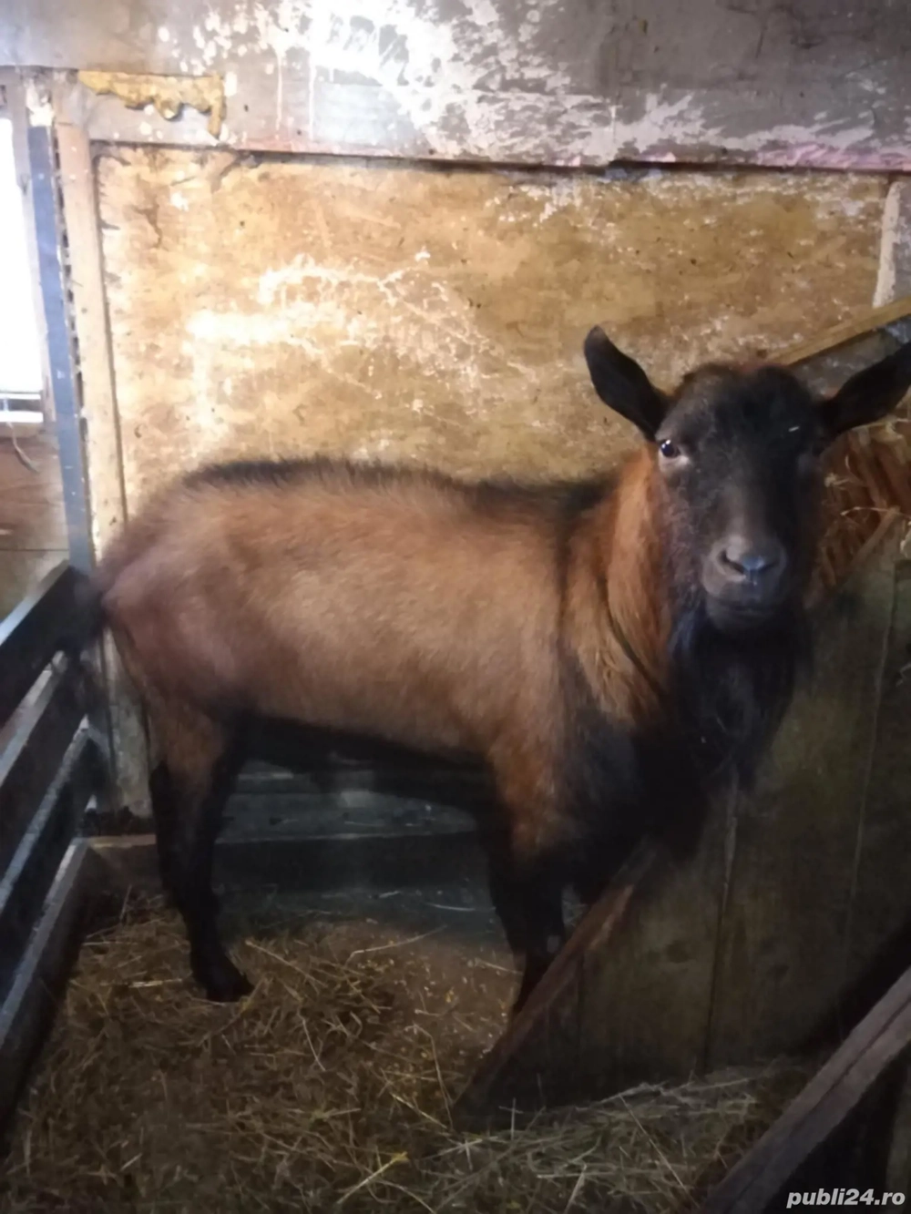 Vand un tap si 2 capre alpin francez rasa pura gestante