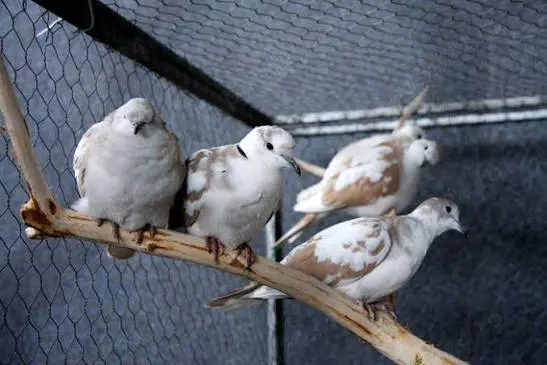 Turturici razatoare de vanzare 