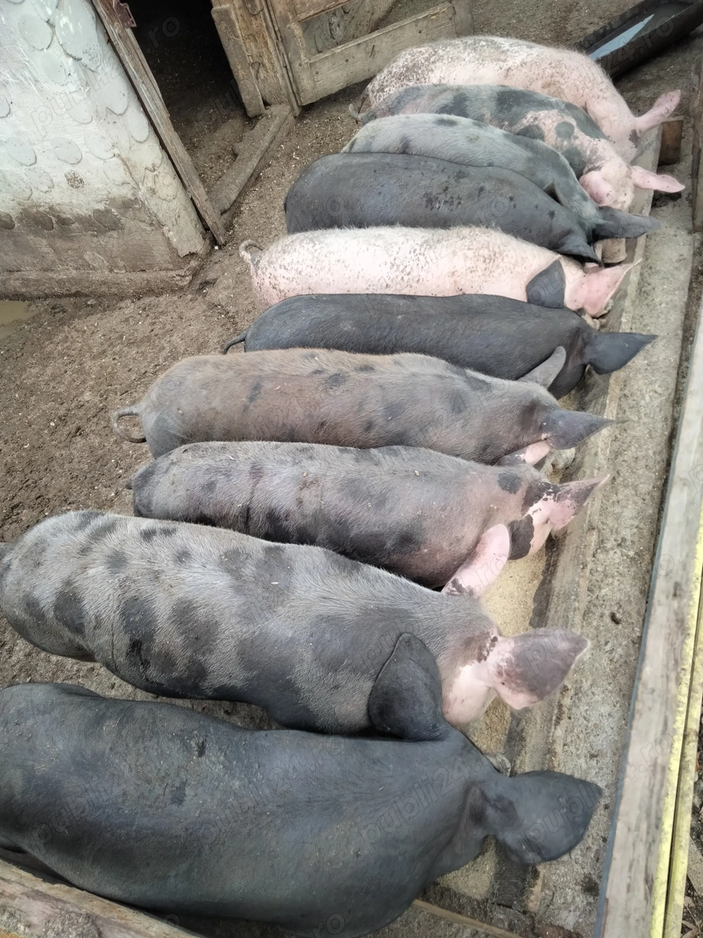 Godini de vânzare  Godini de vânzare