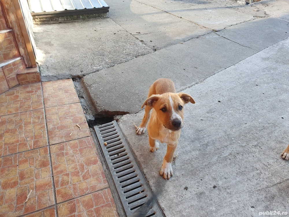 Vând căței amstaff Vând căței amstaff