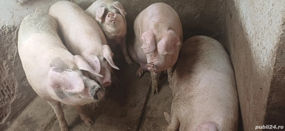vand porci pentru sacrificat