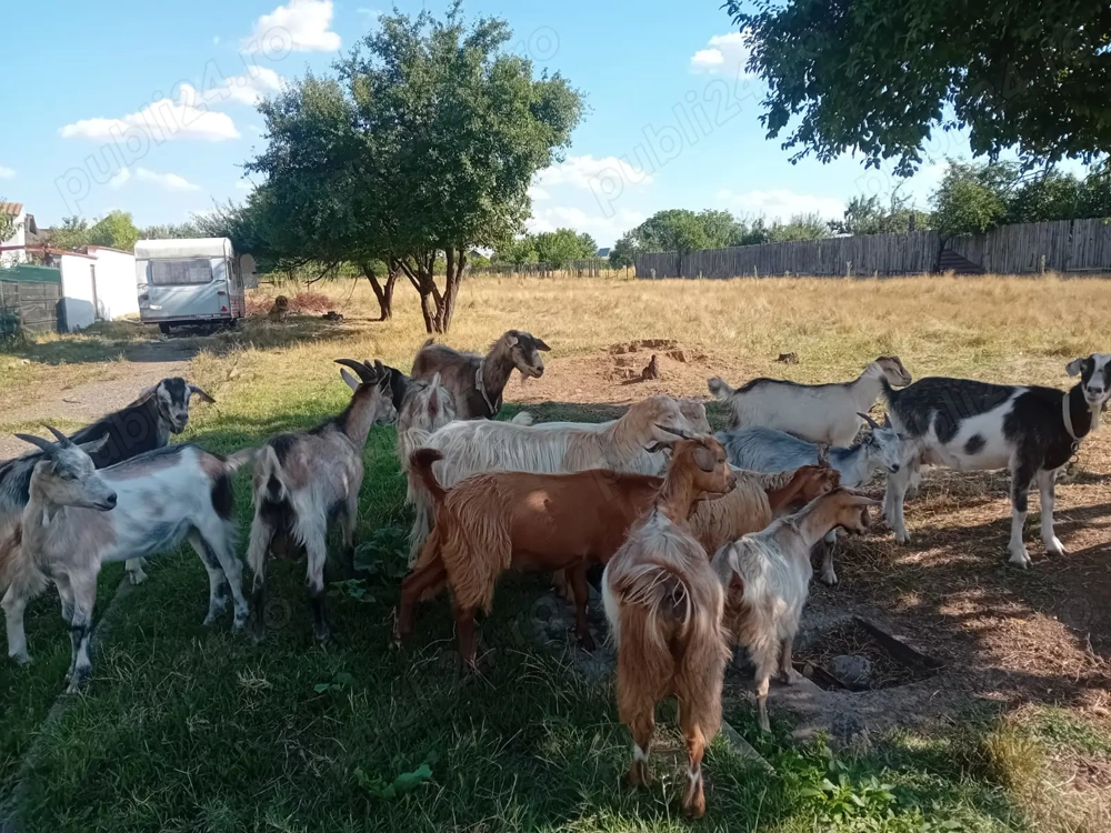 Capre disponibile caută altă casă  Capre disponibile caută altă casă