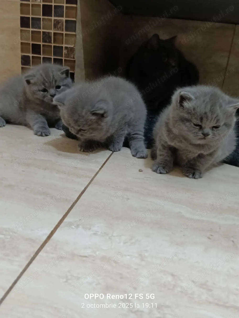 Puiuți British Short Hair