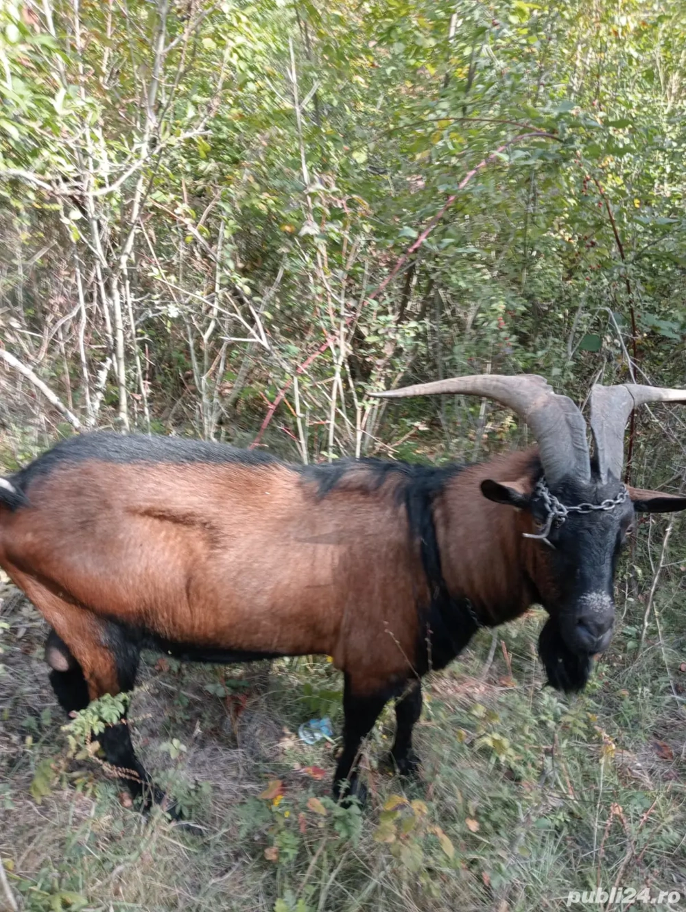 Alpin francez original Alpin francez original