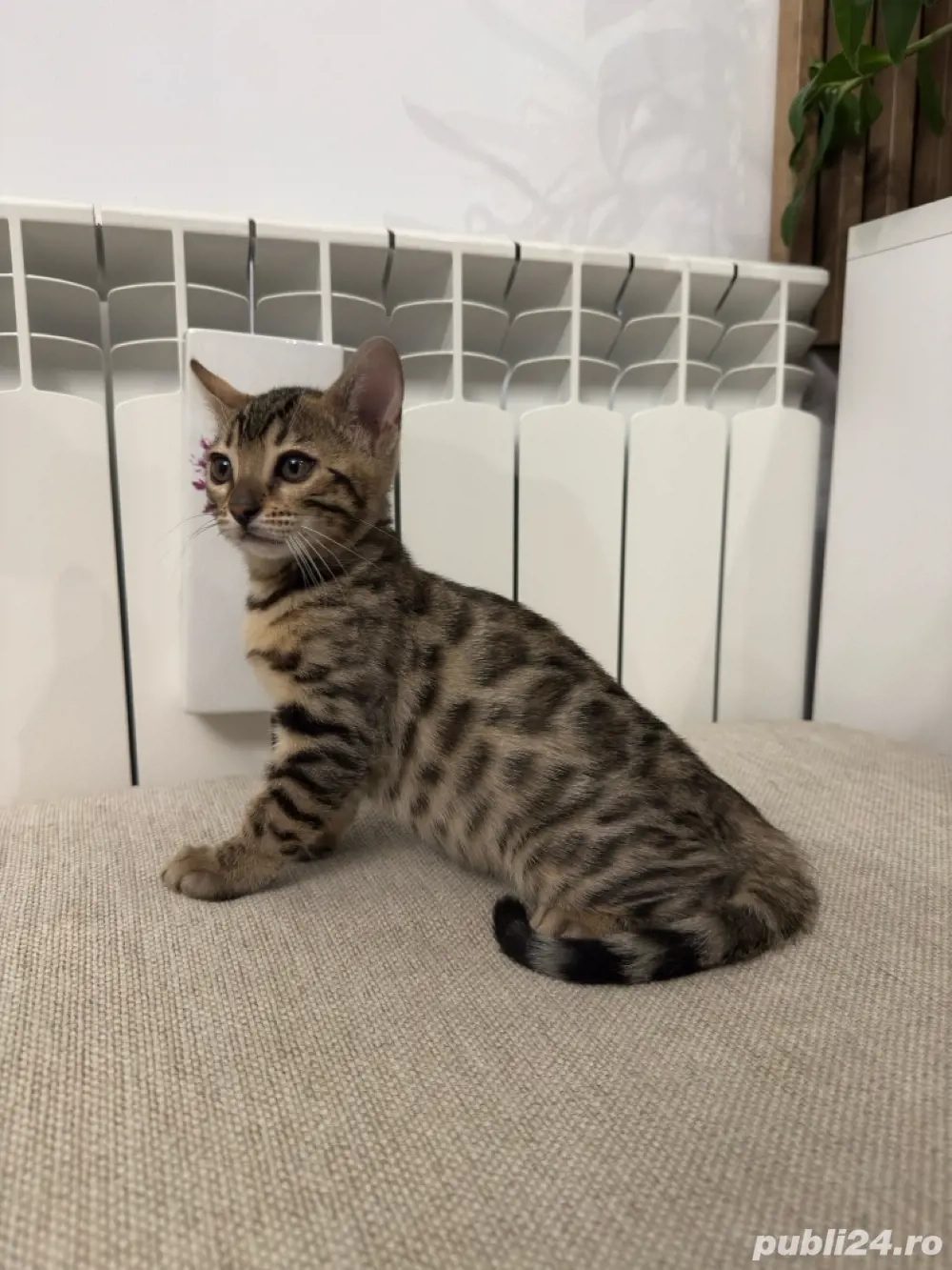 pui de pisica bengal