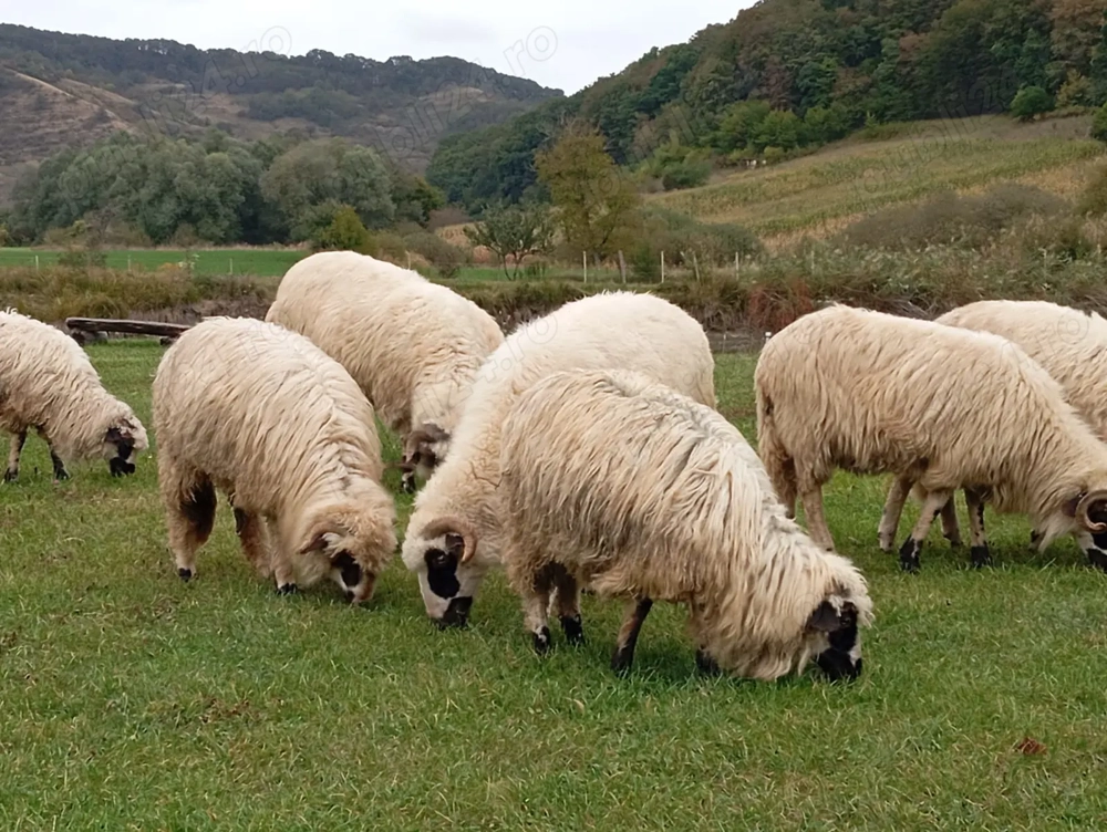 Vând oi la prima și a doua fătare! Vând oi la prima și a doua fătare!