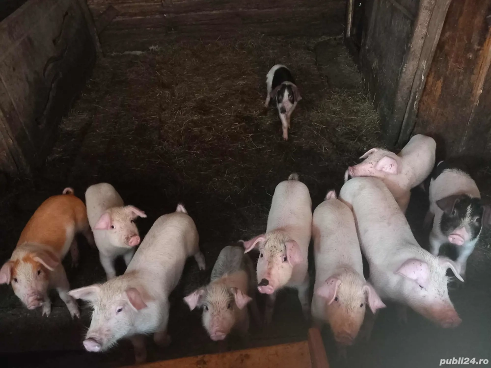 purcei de vânzare purcei de vânzare