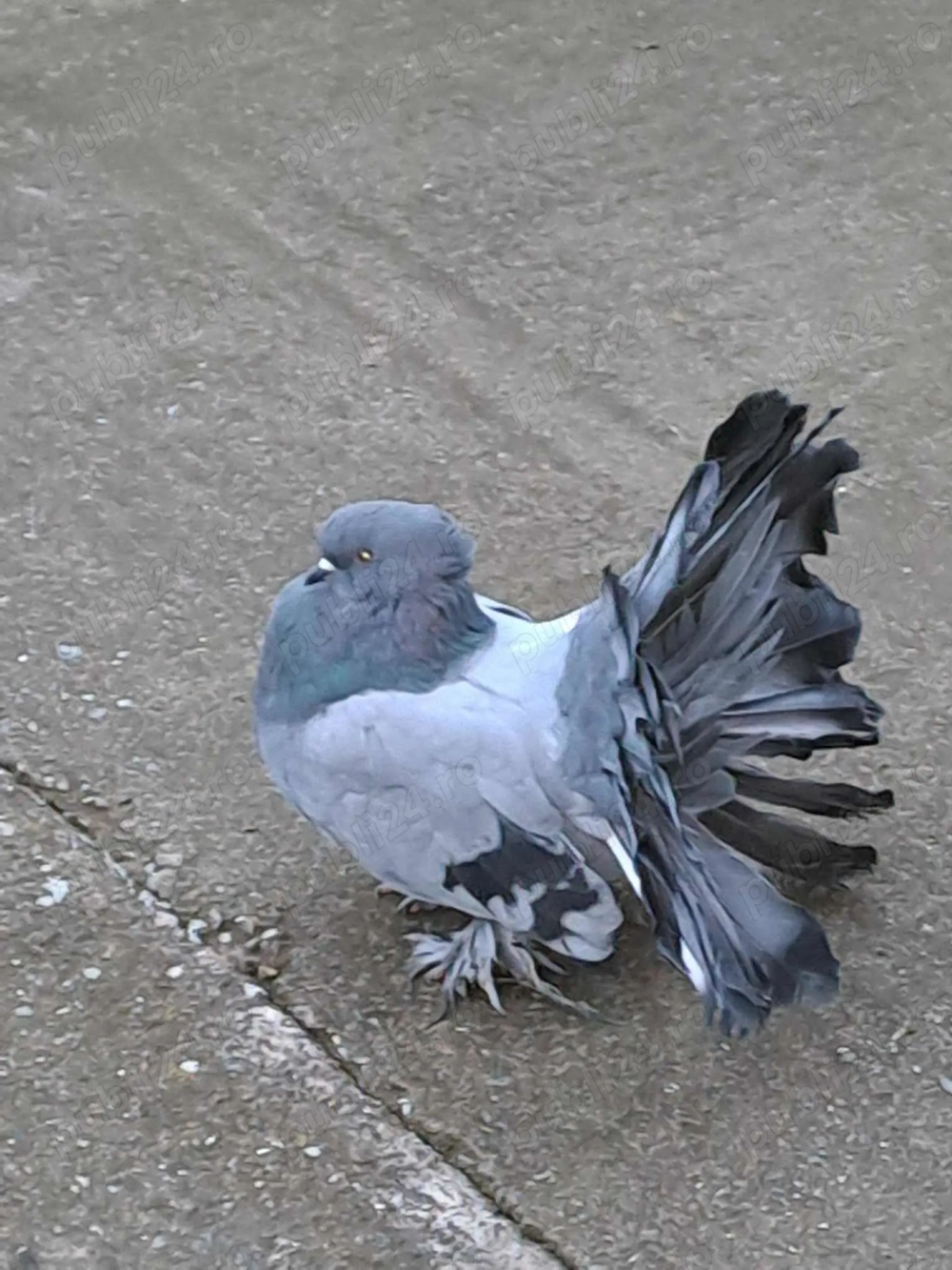 Porumbei voltati indieni calitate superioară