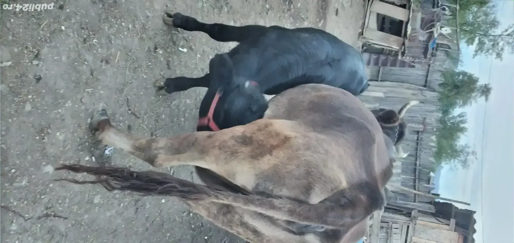 vacă cu vițel de vânzare 