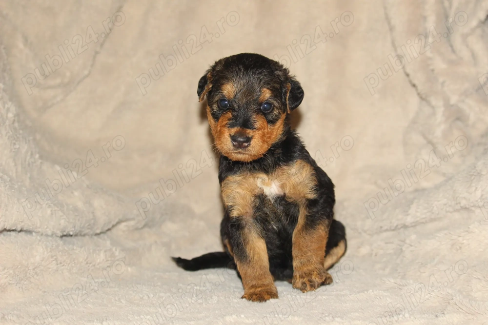 catei airedale terrier