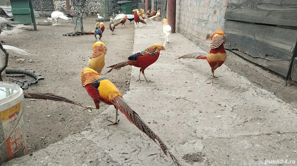 Fazani exotici Constanța Fazani exotici Constanța