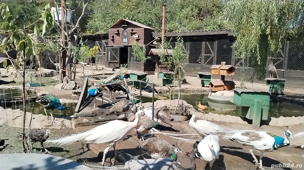 Păuni maturi și tineret. 