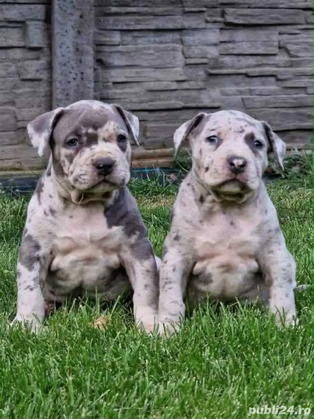 Pui American Bully