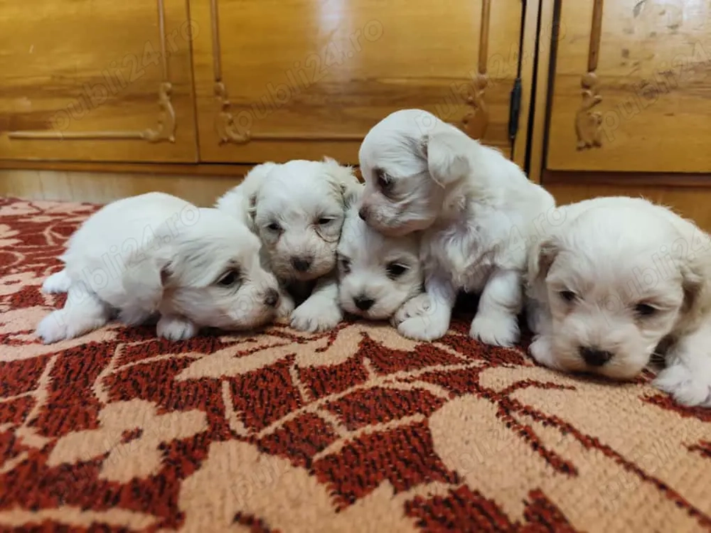 Pui Bichon Maltez