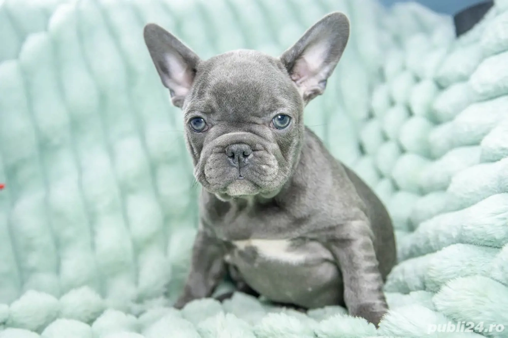 Bulldog Francez - blue - Transport in tara - buldog francez 