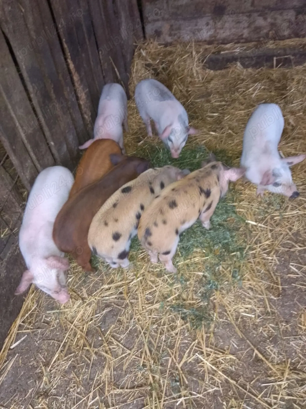 Vând purcei 6 săptămâni 