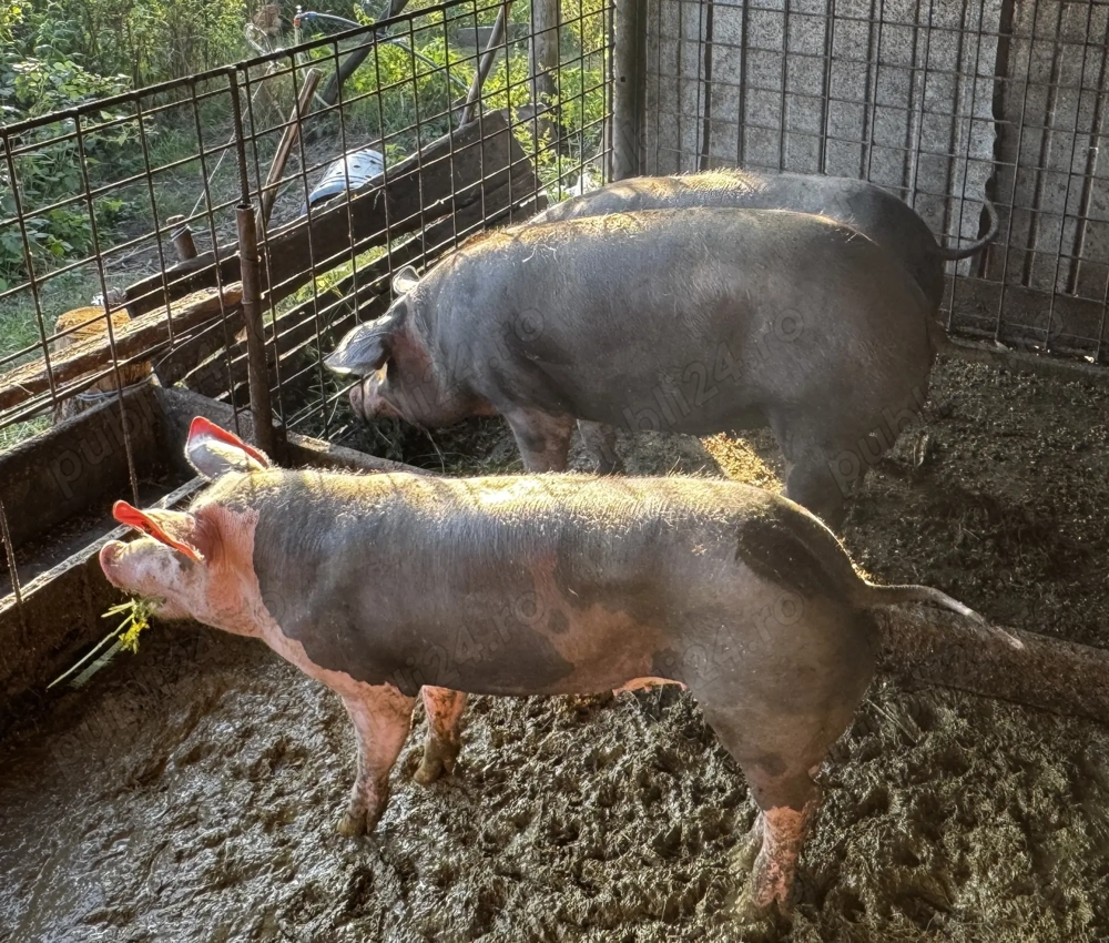 Vand porci rasa Pietrain, crescuti BIO - 100-250kg