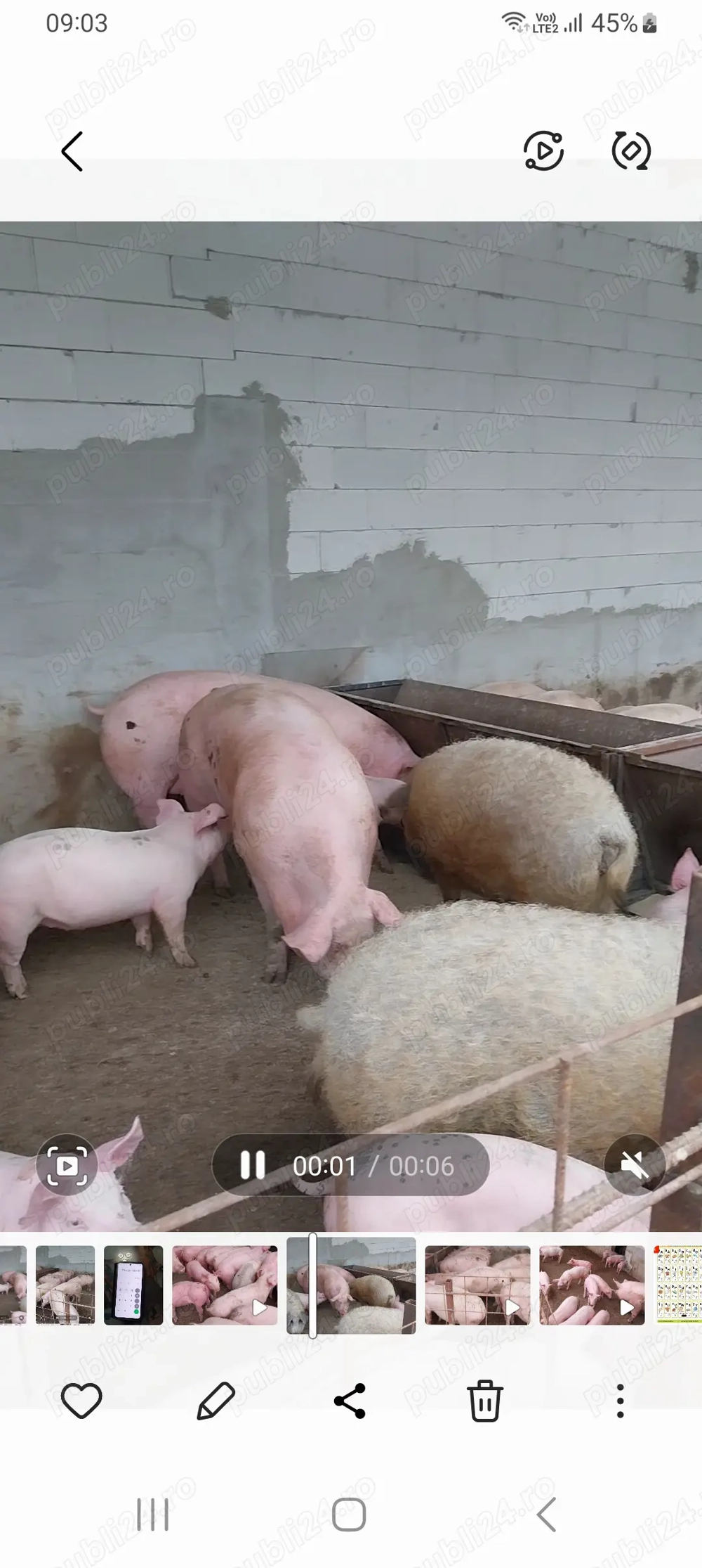 Porci pentru craciun