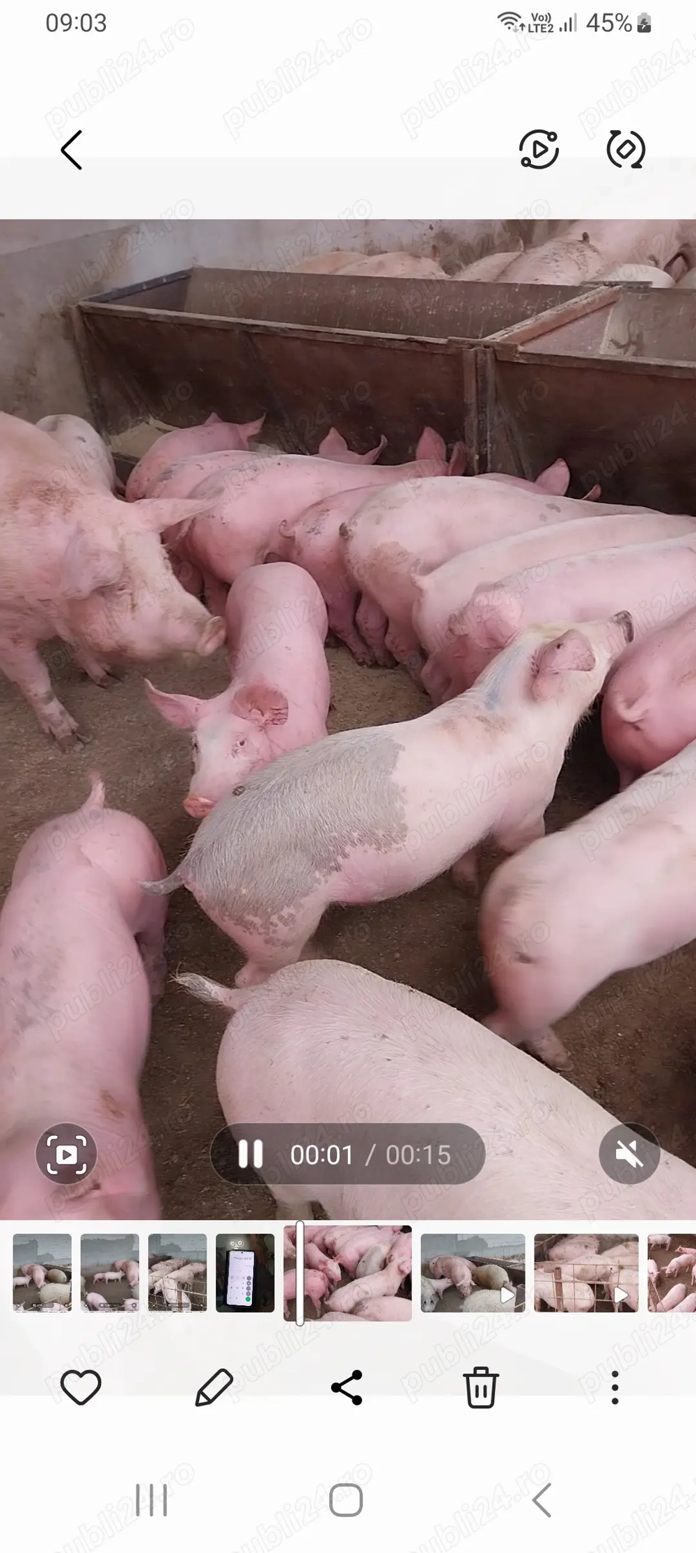 Purcei de carne pik,