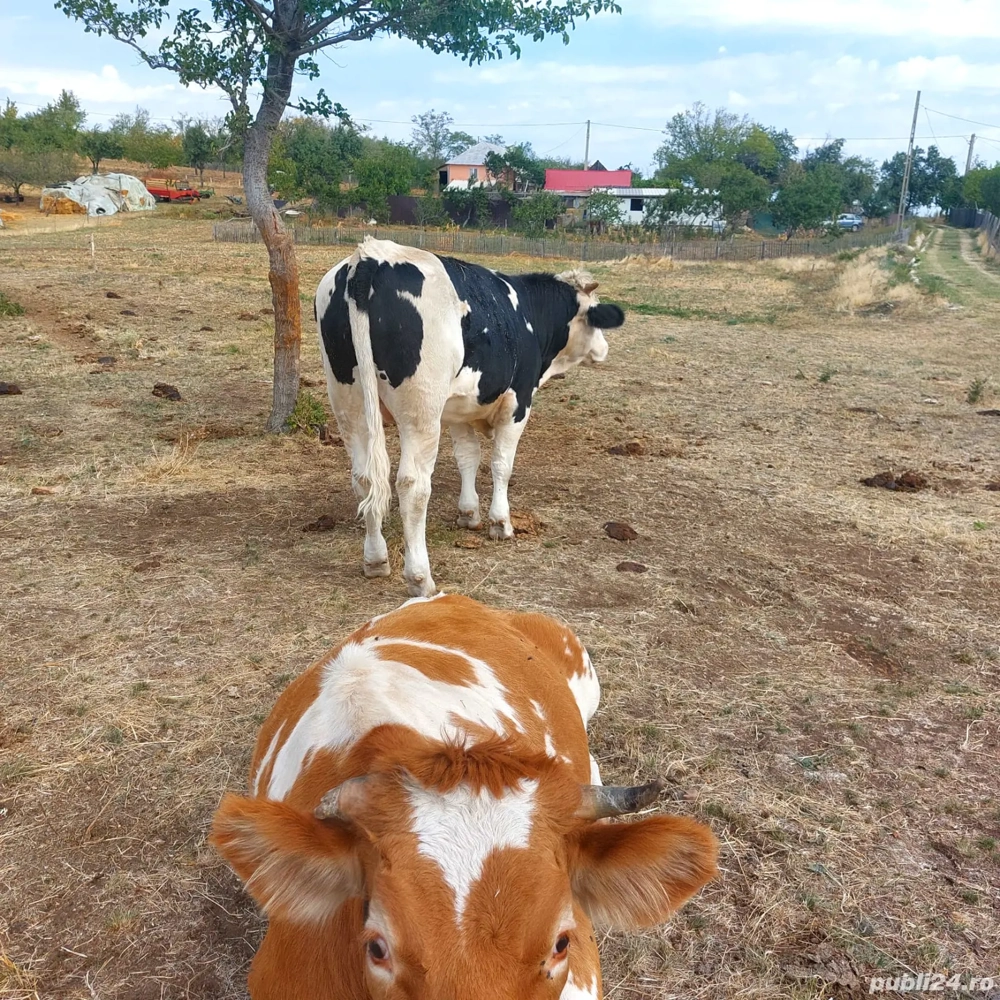 Bou de vinzare  Bou de vinzare