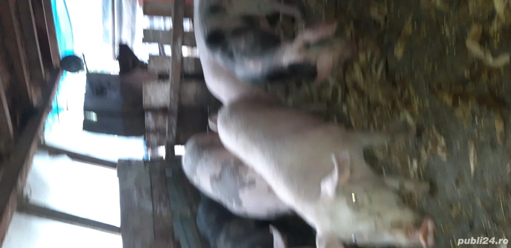 Porci pentru tăierea 